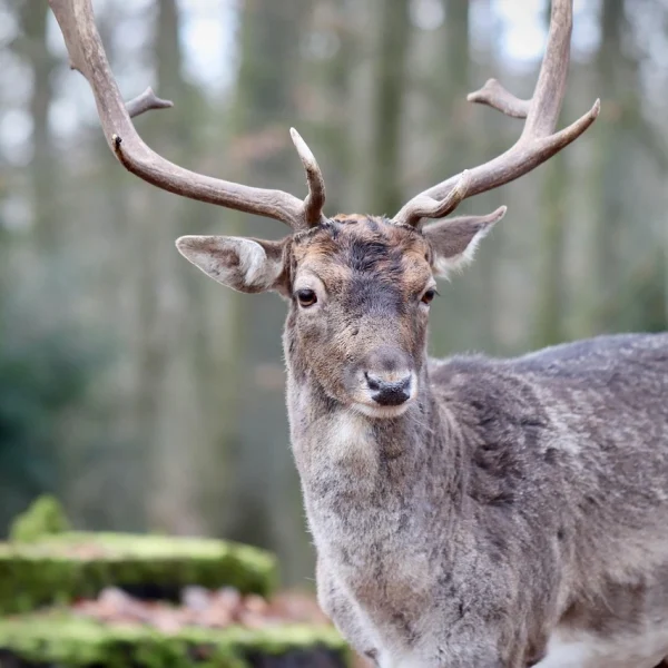 wildpark